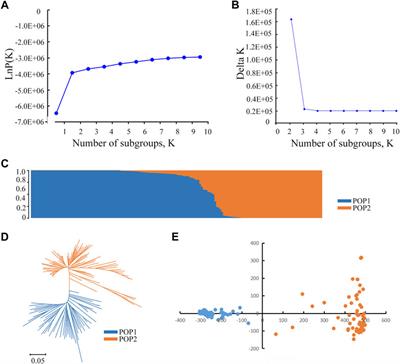 QTL mapping and identification of candidate genes using a genome-wide association study for heat tolerance at anthesis in rice (Oryza sativa L.)